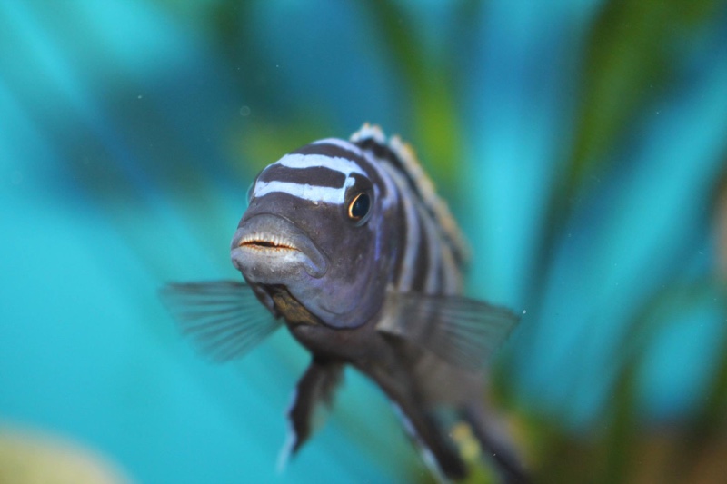 Tropheops kumwera 'Makokola Reef'